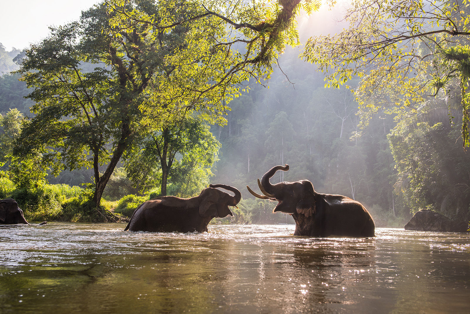 7. Elephants